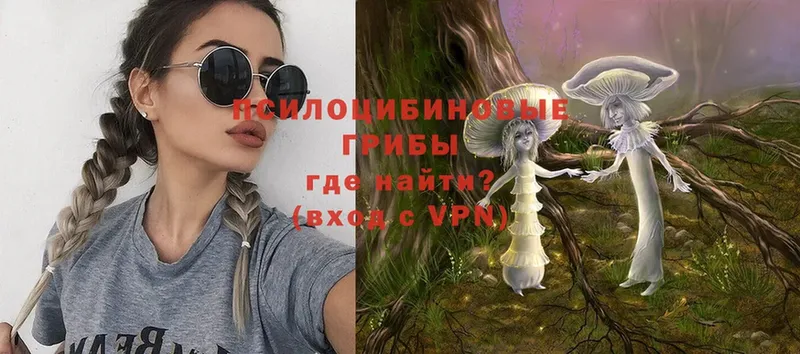 купить наркотик  Избербаш  Галлюциногенные грибы Psilocybe 